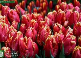 Tulipa Dee Jay Parrot ® (3)